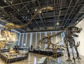 قصة حديقة ديناصورات يابانية تحوى آثارا تعود إلى 80 مليون سنة