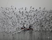 الطيور المهاجرة ترسم لوحات بديعة على ضفاف نهر يامونا في الهند