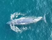 كلاكيت المرة الثانية.. سياح يلتقطون صورا لحيتان أومورا النادرة قرب تايلاند