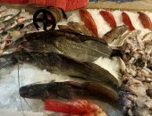 "اللود والتونة" أشهر أنواع الأسماك فى شادر السمك بالمنوفية.. فيديو وصور