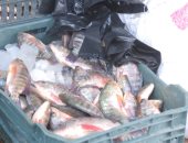 مبادرة توفير السلع: توفير الأسماك بأسعار مخفضة تصل 30% فى كفر الشيخ