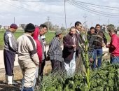 محافظ كفر الشيخ: قوافل إرشادية لتوعية المزارعين وتحقيق أعلى إنتاجية