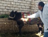 ‫وزارة الزراعة: فحص وعلاج 12 ألفا و274 رأس ماشية مجانا فى 3 محافظات