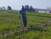 خيال المآتة فى مزارع المنيا.. فزاعة الطيور لإبعادها عن المحاصيل.. صور