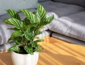 5 نباتات منزلية مناسبة لغرفة الأطفال.. آمنة للرضع وتضفي طاقة إيجابية