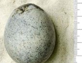 اكتشاف بيضة عمرها 1700عام من موقع يعود للعصر الروماني فى إنجلترا 