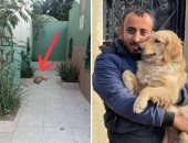 هاتشيكو المصري.. كواليس الصور المؤثرة لكلب يرقد أمام قبر صاحبه 