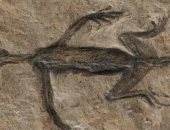 اكتشاف جديد.. حفرية أقدم الزواحف البالغ عمرها 280 مليون عام مزورة