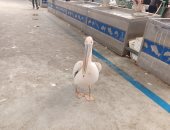 شاهد البجعة رزق أشهر بجعة تتحدث بالإشارات فى سوق الأسماك بالإسماعيلية