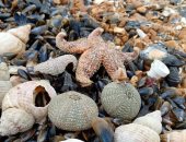 آلاف نجوم البحر النافقة تثير القلق على شاطئ بريطانى.. صور