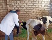 تعاون بين الجهات المعنية لتحصين 212 ألف رأس ماشية ضد الأمراض بكفر الشيخ
