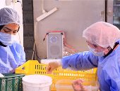 مدير التمكين الاقتصادى بحياة كريمة يكشف مراحل تدريب المرأة المعيلة على إنتاج سكر البيوت