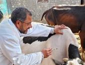 الطب البيطرى: حملات رعاية بيطرية بالمنيا لتوعية المربين وتحصين الماشية