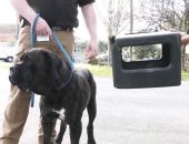 إنقاذ كلب ضال بعدما عاش بصندوق عالق فى رأسه لمدة عام.. صور