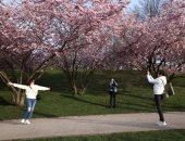 بداية فصل الربيع.. حدائق ألمانيا تتزين بأشجار الكرز الوردى 