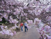 فصل الربيع يجمل أمريكا.. أشجار الكرز تتفتح فى حدائق واشنطن