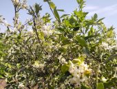الزهر الأبيض يكسو أشجار البرتقال بالقليوبية فى أول أيام الربيع.. فيديو