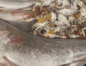 شاهد الفرق بين الكابوريا المبطرخة والفاضية فى جولة بسوق الإسماعيلية للأسماك