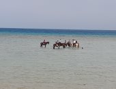 رواج سياحى كبير لرحلات الخيول على شواطئ شمال مدينة الغردقة.. فيديو