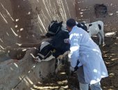 تحصين 127 ألف رأس ماشية ضد الحمى القلاعية والوادى المتصدع في الجيزة