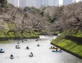 فصل الربيع يزين حدائق اليابان بتفتح أزهار الكرز
