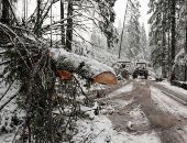 عاصفة ثلجية ورياح قوية تقتلع الأشجار  فى بولندا