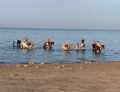 رحلات الخيول على شاطئ البحر بالغردقة متعة فى وقت الغروب للسياح.. فيديو