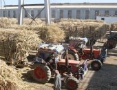 انتهاء موسم عصر القصب وإنتاج السكر بمصانع إدفو بأسوان اليوم