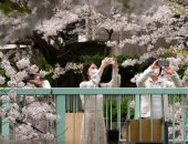 تفتح أشجار الكرز يرسم لوحات بديعة فى حدائق اليابان