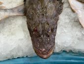 "الرقاد" سمكة بالبحر الأحمر تشبه تمساح النيل ويتم اصطيادها من الأعماق.. صور
