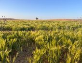 بشاير الخير.. بدء موسم حصاد الشعير والقمح بمزارع الشيخ زويد والعريش (صور)