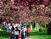 أشجار الكرز تتفتح فى حدائق برلين