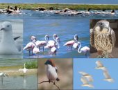 محمية الزرانيق والطيور المهاجرة بشمال سيناء معلم بيئى سياحى