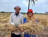 المرأة المصرية سند.. زوجة تساعد زوجها فى حصاد القمح بالشرقية "فيديو"