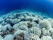 العلماء يحذرون من حدث تبييض المرجان العالمى على الأرض.. يعنى إيه؟