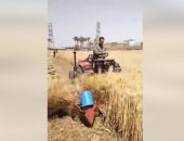 شاهد ماذا تفعل "الماكينة اللهلوبة" فى موسم حصاد محصول القمح بالقليوبية