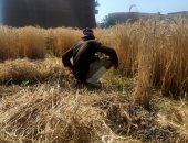 تموين الفيوم : صوامع الفيوم تستقبل القمح من المزارعين ولجان للفرز