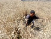 القمح منور حقول الفيوم.. وكيل وزارة الزراعة يكشف تفاصيل موسم الحصاد والتوريد