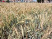 وزارة التموين: ارتفاع توريد القمح المحلى لـ1.6 مليون طن حتى الآن