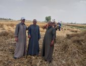 فرحة المزارعين بحصاد القمح فى الشرقية تنسيهم حرارة الشمس.. فيديو