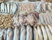 الأخطبوط يزين فروشات الأسماك ببورسعيد.. وبائع: بيبقى حلو صينية.. فيديو وصور