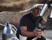 نقص كبير بإنتاج الحليب في بوليفيا بسبب الجفاف