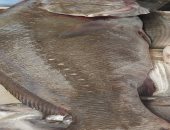 سمكة بألفين جنيه وزنها 10 كيلو.. شاهد أكبر أسماك اللوت فى سوق الإسماعيلية