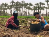فرحة المزارعين بانطلاق موسم حصاد محصول البطاطس فى البدرشين.. فيديو
