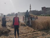 شاهد فرحة مزارعى الشرقية بحصاد القمح رغم ارتفاع درجات الحرارة.. فيديو