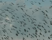 ذكرى تحرير سيناء.. محمية الزرانيق ممر فريد من نوعه للطيور المهاجرة والمتوطنة