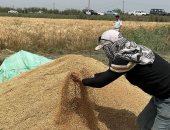 فرحة بين الفلاحين ببورسعيد بحصاد محصول القمح.. فيديو