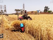 وزارة الزراعة: 18 ألف حقل إرشاد لمحصول القمح الموسم الحالي