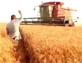 رئيس مركز الفرافرة يفتتح موسم حصاد القمح بإجمالى 90 ألف فدان بنطاق بالمركز