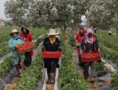 موسم حصاد الفراولة في تونس 